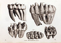 Mastodon teeth engraving in Cuvier's 'Ossamens Fossiles' (1812). Mammut americanum is a late pliocene/pleistocene relative of the elephants whose fossils are found only in North America. First discove...