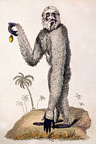 Illustration of Gibbon (Hylobates lar), 1812 copperplate engraving of a 'lar or long armed ape' (gibbon) from Pantalogia New Cyclopedia, published by Sherwood and Co, Paternoster St. London. Few large...