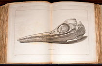 The first scientific illustration of an Ichthyosaur skull, Temnodontosaurus platydon, discovered by Mary Anning, 1812. It comes from an 1814 paper in the Philosophical Transactions of the Royal Societ...