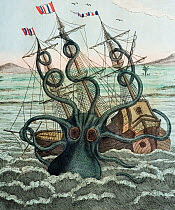 Illustration of Giant Octopus (Octopus dofleini) attacking a ship, 1815 copperplate engraving from Bertuch's 'Bilderbuch fur kinder' 16 plate 5. with contemporary colour. 'Colosal Polypus' (octopus) a...