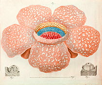 Illustration of Rafflesia arnoldi, hand tinted copperplate engraving from 'Bilderbuch fur Kinder' BD XI, No 14, plate CLXXIII. c1820 around the time of the flower's first description. The largest sing...