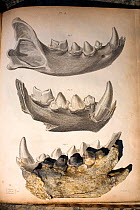 Illustrations of Hyena (Crocuta sp.) jaw bones, 1823 copper engraving of a modern hyena (top) and British prehistoric hyena jawbones (below) from Kirkdale cave (below) with an actual cave hyena (Crocu...