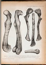 Illustrations of of Megalosaurus' femur, clavicle, fibula and metatarsals drawn by Mary Moreland, 1824, from William Buckland's 'Notice on the Megalosaurus or great Fossil Lizard of Stonesfield'^^^. T...