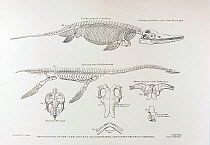 1824 illustration 'On the Discovery of an almost perfect Skeleton of the Plesiosaurus' Transactions of the Geological Society, Second Series, Volume 1, page 381-390. This large folio plate is the firs...