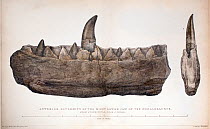 1824 Double quarto Plate XL of Megalosaurus' jaw and teeth drawn by Mary Moreland (modern tinting), from William Buckland's 'Notice on the Megalosaurus or great Fossil Lizard of Stonesfield'. Transact...