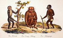 Illustration of gibbon, orangutan and chimpanzee. 1824 contemporary coloured lithograph by Carl Brotdmann of 'Der Orang-Uttang', 'Der Hooloch' and 'Der Shimpanzee' appearing as table 1 in 'Naturhistor...