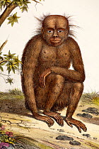Illustration of Orang utan (Pongo pygmaeus). 1824 contemporary coloured lithograph by Carl Brotdmann of 'Der Orang-Uttang' appearing as table 1 in 'Naturhistorische Abbinldungen der Saeugethiere' by H...