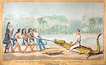 Illustration of people capturing a caiman. 'It was the first and last time I was ever on a Cayman's back' coloured engraving by Robert Cruikshank after drawing of Captain Edward Jones. Published in 18...