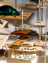1840 Cardinal click beetle (Elater rufipennis now Ampedus rufipennis) collected by F.W. Hope that formed part of the Oxford Museum founding entomology collection until deaccession. Hope and Westwood a...