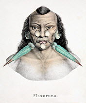 Illustration of tribal chief with Macaw (Ara sp.) feather ornaments. Early Lithographic print by Brodtmann, from Dr. Shinz, 'Naturgeschichte und Abbilldungen der Saugethiere' 1827/1840, with hand colo...