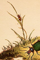 Illustration of Greater Crucifix Beetle (Panagaeus cruxmajor) on a grass stem. From Donovan's 'Natural History of British Insects' (plate by Donovan, volume circa 1806). This rare European ground beet...