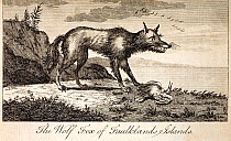 Falklands Wolf (Dusicyon australis). 1778 'The Wolf Fox of Faulklands Islands', a copperplate engraving from Commodore Byron's 'An account of a Voyage Round the World'. The Falkland Islands Wolf, Dusi...