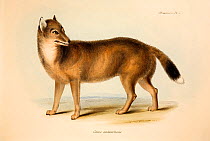 Illustration of the extinct Falkland Island Wolf or Fox (Dusicyon australis). Hand coloured lithograph, Plate IV, The Zoology of the Voyage of H.M.S. Beagle, edited and superintended by Charles Darwin...