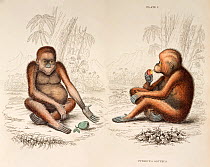 Illustration of Orangutan (Pongo pygmaeus). Plate 2 (and 3) Propithecus satyrus. 'The Red or Asiatic Orangutang' (sic). The orangutan was the first great ape to be well known in Europe and Britain. On...