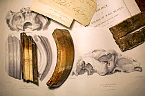 Toxodon platensis fossil teeth together with teeth featured in George Sharf's life-sized lithograph (plate IV) from 'The Zoology of the Voyage of HMS Beagle' under the supervision of Charles Darwin, P...
