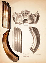 Toxodon platensis fossil teeth together with the illustrations featured in George Sharf's life-sized lithograph (pl. IV) from 'The Zoology of the Voyage of HMS Beagle' under the supervision of Charles...