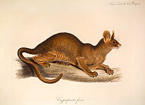 Illustration of Edward Lear's first fossa (Cryptoprocta ferox). Plate 14 from Volume 1 Trans Zool Soc London, 1835, 'Notice of a Mammiferous Animal from Madagascar, constituting a New Form among the V...