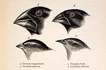 Illustration from page 379, 'Journal of Researches' 2nd Edition 1845 Charles Darwin. The contrasting beaks of four Galapagos finches, three Geospizinae genus and one Certhidea (Warbler finch). Darwin...