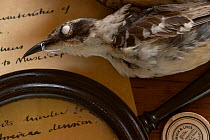 A Galapagos Mockingbird, from the collection of the Charles Darwin Research Station on Galapagos. While actually on the Beagle voyage, it was the mockinbirds, and not the celebrated finches gave Darwi...