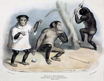 Illustrations of chimpanzee  (Pan troglodytes) 'Tommy'. Caption reads, 'Chimpanzee or African Orang-Utan, Zoological Gardens, Regent's Park'. Mezzotint engraving with hand tinting, by George Scharf, p...