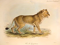Illustration of Gir Indian Lion (Panthera leo). Plate 24 from Volume 1 Trans. Zool. Soc. London, 1835, 'Some Account of the maneless Lion of Guzerat' with contemporary hand colouring as issued. The pl...