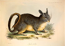 Illustration of Viscacha (Lagidium sp.). Plate 42 from Volume 1 Trans Zool Soc London, 1835, 'Additional remarks on the Genus Lagotis, with some account of a second species referrible to it' with cont...