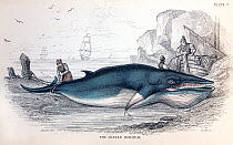 1837 illustration of lesser Rorqual (now more commonly known as Minke whale Balaenoptera acuto-rostrata) beached and tied. From Jardine's 'Naturalist's Library', Whales, Volume VI, from artwork of Ste...