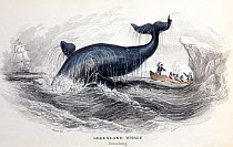 1837 illustration of Greenland / Bowhead Whale  (Balaena mysticetus) breaching, from Jardine's 'Naturalist's Library', Whales, Plate 23 Volume VI, from artwork of Stewart engraved by W. H. Lizars. Ori...