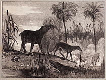 Illustration 'Extinct Animals that once lived where Paris now is' an anonymous lithograph opposite page 21 from the American Children's book 'Wonders of the Earth Sea and Sky' 1837 written by Peter Pa...
