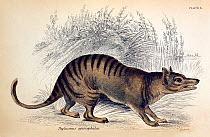 Illustration of extinct Thylacine / Tasmanian Tiger (Thylacinus cyanocephalus) engraved by W. Lizars. From Jardine's series 'The Naturalist's Library; Mammalia' 1841 ('The Natural History of Marsupial...