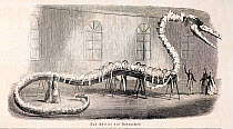 Illustration of Hydrachos (Basilosaurus composite), a 1846 copper engraving from a Leipzig newspaper. It shows the German exhibition of 'Dr.' Albert Koch's 114 foot (34 metre) skeleton of a fossil 'se...