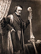 Portrait of Richard Owen and Moa leg (20, July 1804 - 18 December 1892) photo-engraved by Walker and Boutall around 1894 from an 1846 Daguerrotype. Owen was a comparative anatomist and palaeontologist...