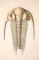 Illustration of trilobuite (Paradoxides bohemicus), Plate 1. From 'Organization of the Trilobites' by Hermann Burmeister, appearing in the Ray Society translation of his work published in 1846. The Il...