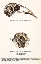 Skull of Moa or Dinornis discovered by Mr. Walter Mantell on the North Island of New Zealand. Plate with later tinting, from Gideom Mantell's petrifactions and their teachings (1851) published by Henr...
