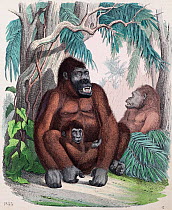 1853 illustration of Gorilla, contemporary coloured copperplate engraving from 'Das Buch der Welt' John Weik, Stuttgart. The lowland Gorilla was first accurately described outside Africa by the missio...