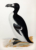Great Auk (Pinguinus impennis) from the Rev. Francis Orpen Morris' 'A History of British Birds' by the printer Benjamin Fawcett circa 1853. Morris was instrumental in founding the Royal Society for th...