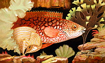 'Ancient Wrasse' chromolithograph illustration by Philip Henry Gosse, from Gosse's 'The Aquarium, an unveiling of the wonders of the deep sea' London Van Voorst 1854. Gosse coined the term 'Aquarium'...