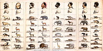 Tableau to accompany Professor Agassiz opening sketch on 'The provinces of the animal world and their relationship to the types of man'. From Dr. Josiah C. Nott and George Gliddon's 'Types of Mankind'...