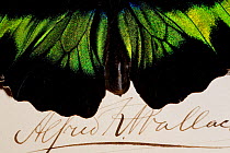 Rajah Brooke's Birdwing male (Trogonoptera brookiana) shown with a specimen signature of Alfred Russel Wallace who named it for his friend Sir James Brooke. Wallace is remembered as the co-discoverer...