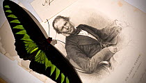 Rajah Brooke's Birdwing male (Trogonoptera brookiana) shown with a steel engraving of Sir James Brooke, the famous 'White Rajah' of Sarawak who Wallace named the butterfly for. Wallace had been the gu...
