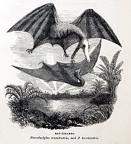 1857 illustration of pterodactyls by Philip Gosse for his book 'Omphalos' (which sought to explain that the world looked older than Creation because it had to be constructed by God with inbuilt histor...