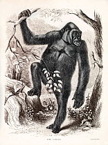 Illustration of lowland (Western) gorilla (Gorilla gorilla). Frontispiece illustration, enhanced tone, of Paul Du Chaillu's 1861 'Explorations and Adventures in Equatorial Africa' published by John Mu...