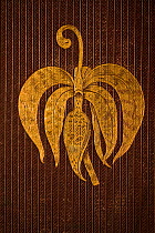 A swan orchid 'Cycnoches' in gilt on the front cover of the first edition (plum, ribbed) of 'On the Various Contrivances by which Orchids are fertilised by Insects and the good effects of intercrossin...