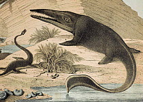 Coloured lithograph of plesiosaur and ichthyosaur, a contemporary continental version of the wall chart by Benjamin Waterhouse Hawkins entitled 'Waterhouse Hawkins Diagrams of the Extinct Animals'. He...