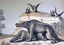 1862 illustration of Megalosaurus, a wallchart after Waterhouse Hawkins with Pterosaurs in background. One of six wall charts entitled 'Waterhouse Hawkins's Diagrams of the Extinct Animals' for the De...
