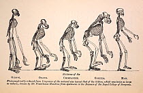 Illustartion of series of primate skeletons, the frontis engraving by Waterhouse Hawkins from the first edition of Huxley's 1863 'Evidences as to Man's Place in Nature'. In this book Huxley presented...