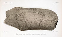 Illustration, carving of Woolly mammoth (Mammuthus primigenius); lithograph of a mammoth carved on mammoth ivory from the Perigord. Published and first announced in 1865 in the 'Annales des Sciences N...