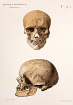 Chromolithograph illustration of Cromagnon 'Skull of an old man' Plate 1, Section C. Edouard Lartet and Henry Christy. 'Reliquiae Aquitanicae' 1865-1875, Williams and Norgate, London 1875. The type sp...