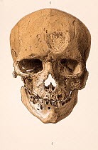 Chromolithograph illustration of Cromagnon 'Skull of an old man' Plate 1, Section C. Edouard Lartet and Henry Christy. 'Reliquiae Aquitanicae' 1865-1875, Williams and Norgate, London 1875..