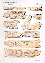 Carvings on reindeer antler and other bone material dated to the end of the last ice age, between 10, 000 to 17, 000 years ago (Magdalenian); plate from Edouard Lartet and Henry Christy 'Reliquiae Aqu...
